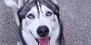 Winter participe au concours pour gagner de l'argent avec cette photo : animal, blue_eyes, canine, closeup, companion, dog, ears, friendly, fur, happy, leash, muzzle, outdoor, paw, pet, siberian_husky, sitting, smiling, tail, walking