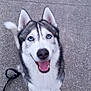 animal, blue_eyes, canine, closeup, companion, dog, ears, friendly, fur, happy, leash, muzzle, outdoor, paw, pet, siberian_husky, sitting, smiling, tail, walking