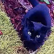 Chouchou participe au concours pour gagner de l'argent avec cette photo : black_cat, cat, animal, outdoor, moss, leaves, nature, curious, pet, feline, wildlife, green, closeup, eyes, ground, forest_floor, mammal, whiskers, alert, daylight