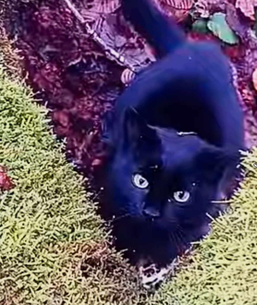 Chouchou participe au concours pour gagner de l'argent avec cette photo : black_cat, cat, animal, outdoor, moss, leaves, nature, curious, pet, feline, wildlife, green, closeup, eyes, ground, forest_floor, mammal, whiskers, alert, daylight