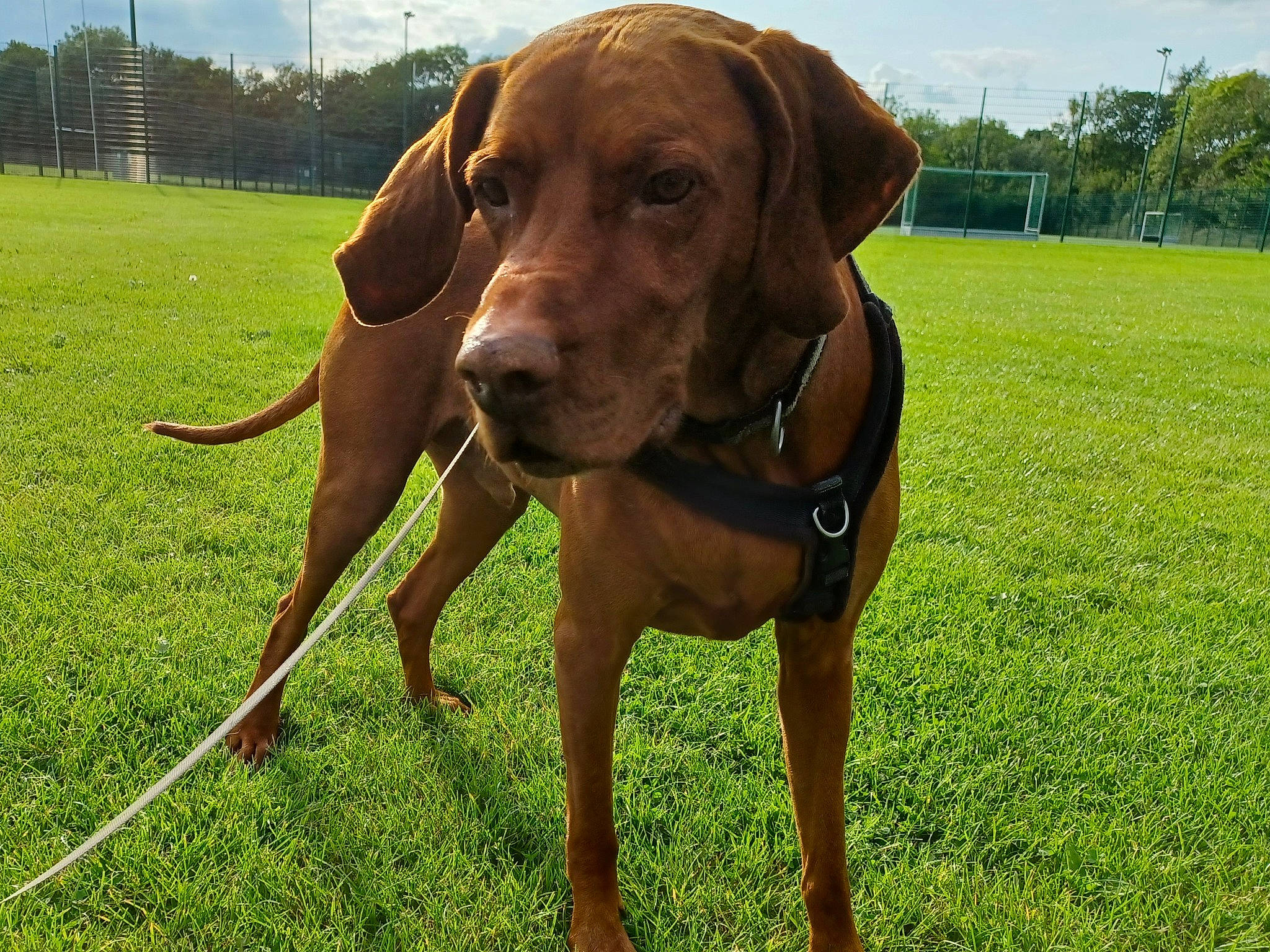 Merlin joined the competition — help win amazing prizes! automotive_mirror, carnivore, cloud, collar, companion_dog, dog, dog_breed, dog_collar, fawn, grass, grassland, gun_dog, liver, plant, prairie, sky, snout, sporting_group, tree, working_animal