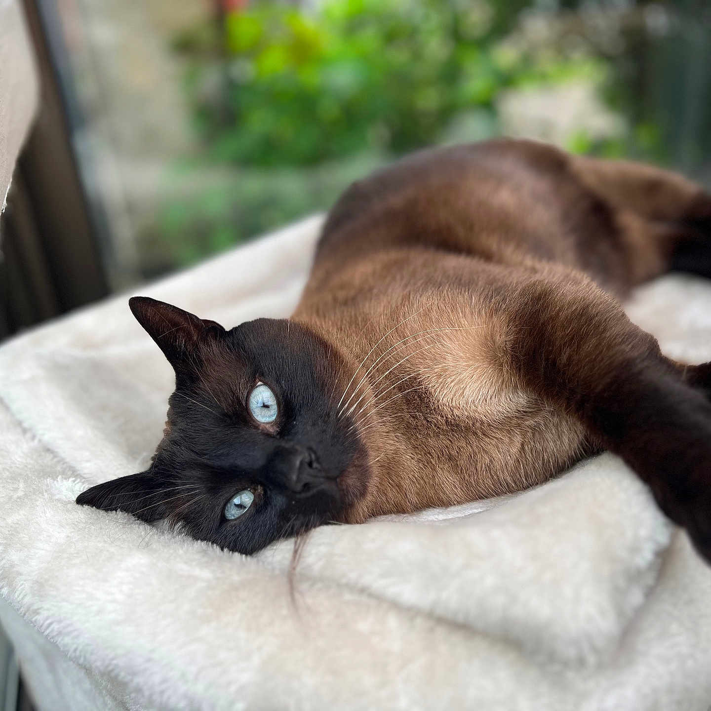 Salem participe au concours pour gagner de l'argent avec cette photo : abyssinian, animal, blackcat, blanket, cat, kitten, manx, pet, quilt, siamese, towel