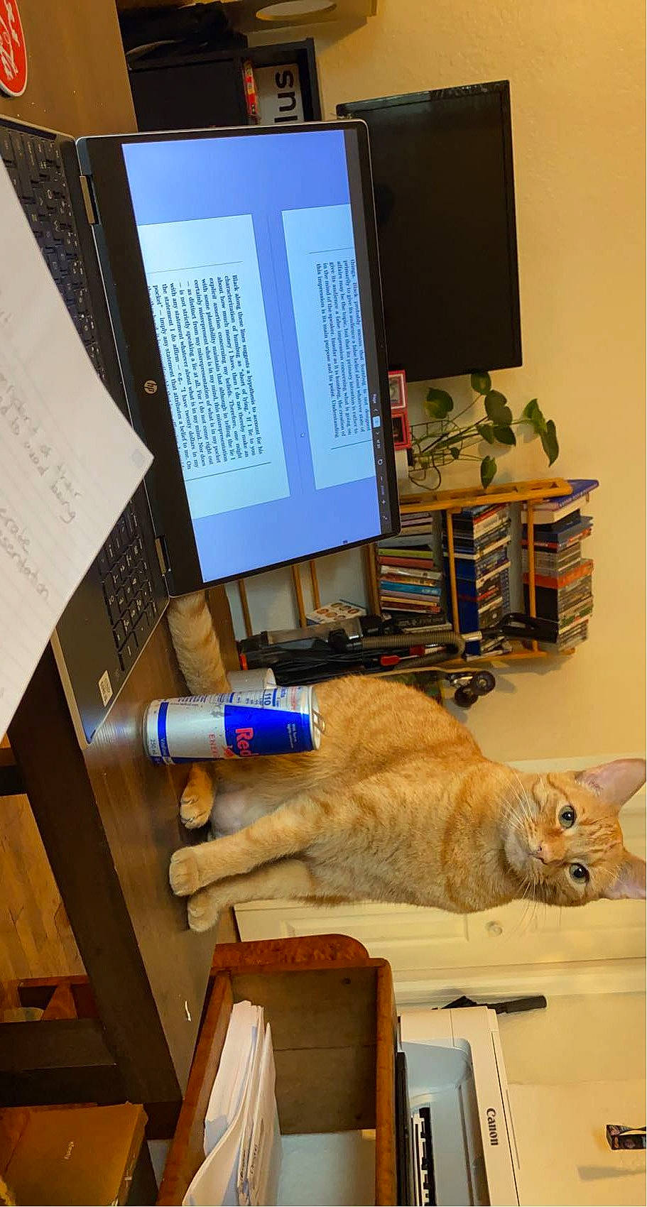 Azul joined the competition — help win amazing prizes! box, carnivore, cat, computer, computer_monitor, desk, felidae, flooring, hardwood, office_supplies, personal_computer, room, shelf, small_to_medium_sized_cats, table, tail, whiskers, wood, wood_stain, writing_implement