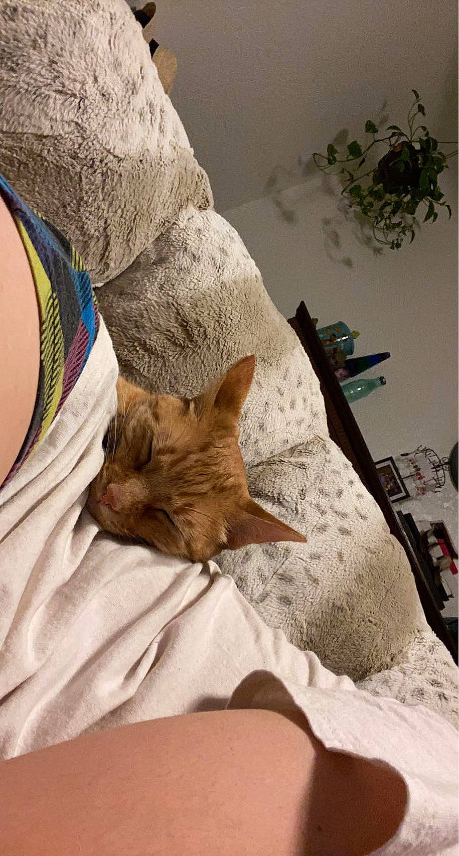 Azul is registered to the contest to win money with this photo: bed, bed_sheet, bedding, bedroom, carnivore, cat, chair, comfort, couch, domestic_short_haired_cat, felidae, fur, human_leg, linens, nap, room, small_to_medium_sized_cats, tail, whiskers, wood