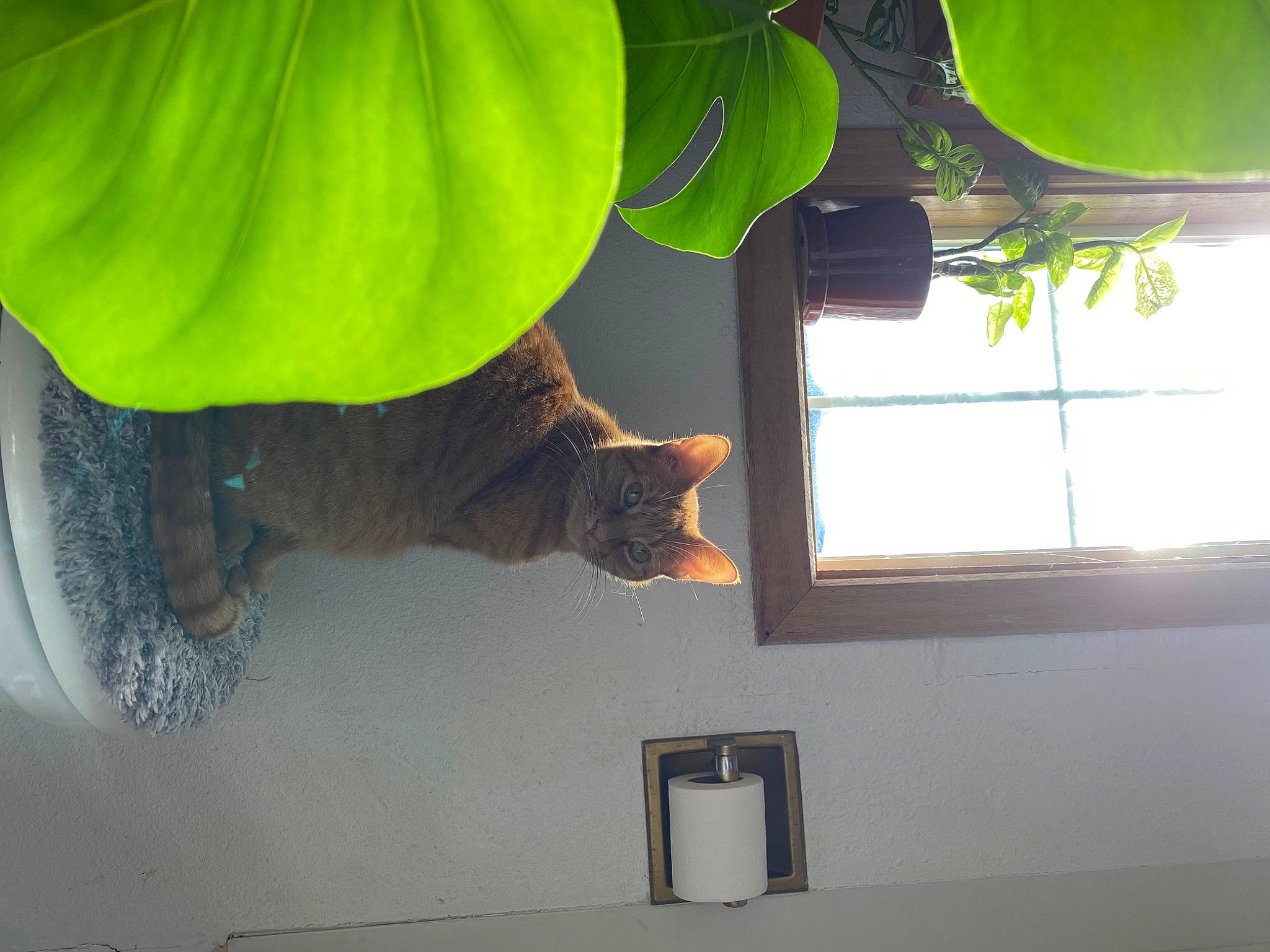 Azul is registered to the contest to win money with this photo: carnivore, cat, ceiling, comfort, felidae, flowerpot, hardwood, houseplant, interior_design, light, plant, room, shade, small_to_medium_sized_cats, tail, tints_and_shades, tree, whiskers, window, wood
