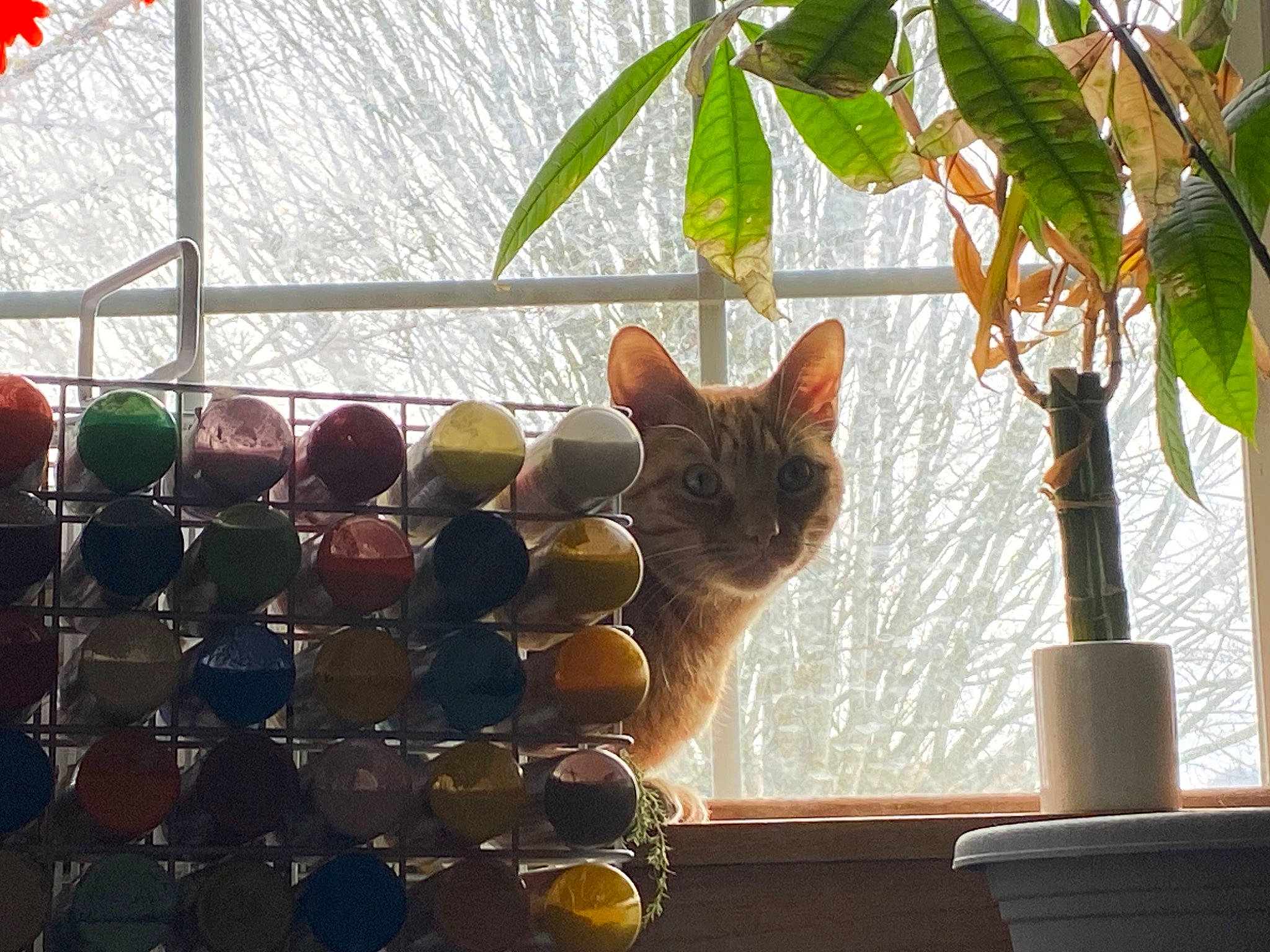 Azul joined the competition — help win amazing prizes! carnivore, cat, domestic_short_haired_cat, fawn, felidae, flowerpot, glass, houseplant, leaf, morning, plant, small_to_medium_sized_cats, sunlight, tail, tints_and_shades, tree, twig, whiskers, window, wood