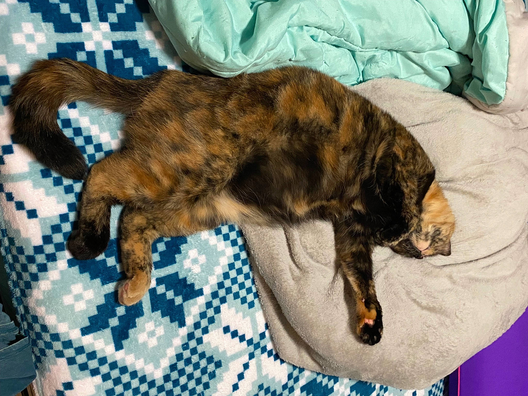 Doja joined the competition — help win amazing prizes! blue, brown, canidae, carnivore, cat, claw, comfort, dog_breed, domestic_short_haired_cat, fawn, felidae, fur, linens, liver, pattern, small_to_medium_sized_cats, sporting_group, tail, terrestrial_animal, whiskers