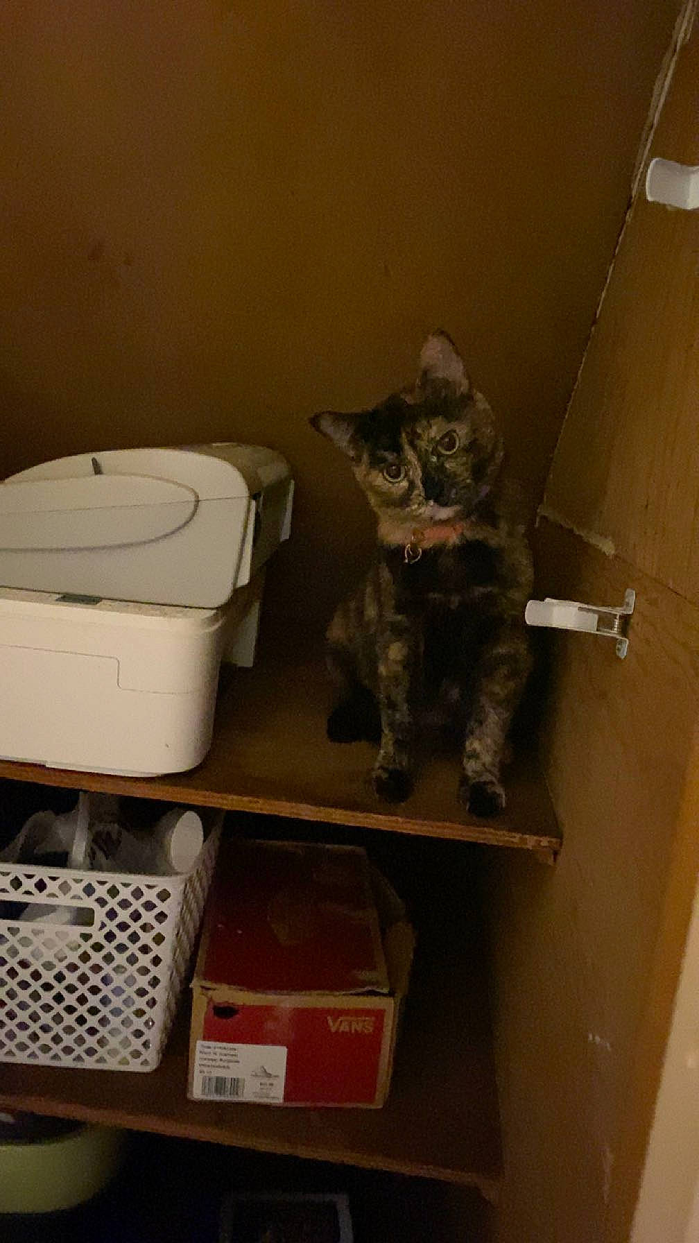 Doja joined the competition — help win amazing prizes! cardboard, carnivore, carton, cat, domestic_short_haired_cat, felidae, flooring, fur, gas, hardwood, office_equipment, office_supplies, plastic, room, shipping_box, small_to_medium_sized_cats, tail, whiskers, wood