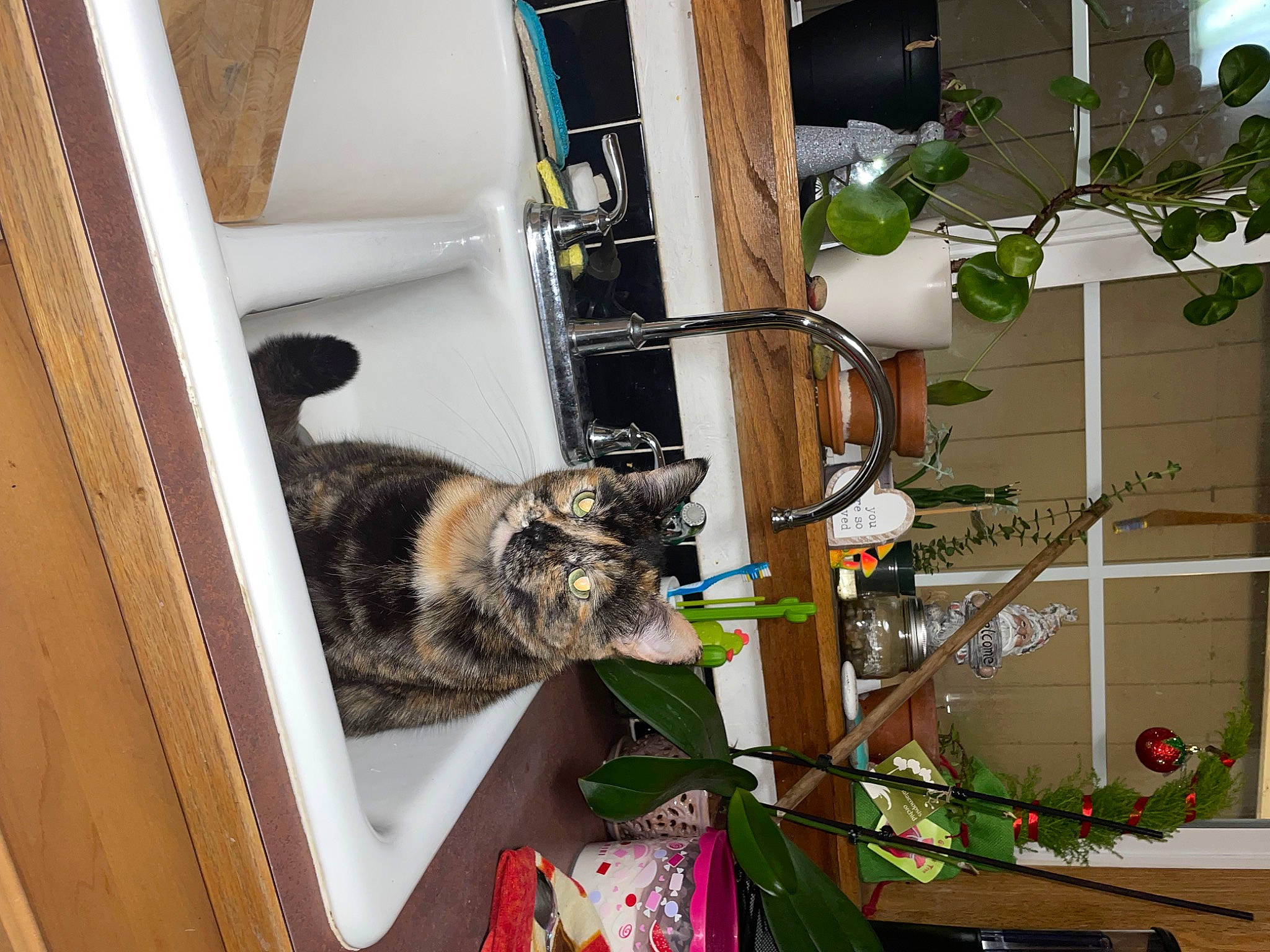 Doja is registered to the contest to win money with this photo: carnivore, cat, domestic_short_haired_cat, electrical_wiring, felidae, flowerpot, fur, houseplant, plant, room, shelf, shelving, small_to_medium_sized_cats, tail, twig, whiskers, wood