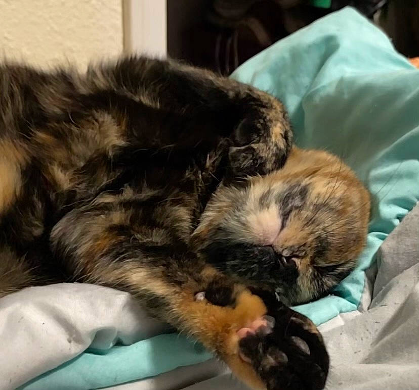 Doja is registered to the contest to win money with this photo: canidae, carnivore, cat, claw, comfort, companion_dog, dog_breed, ear, felidae, fur, lap, nap, paw, sleep, small_to_medium_sized_cats, snout, sporting_group, tail, terrestrial_animal, whiskers