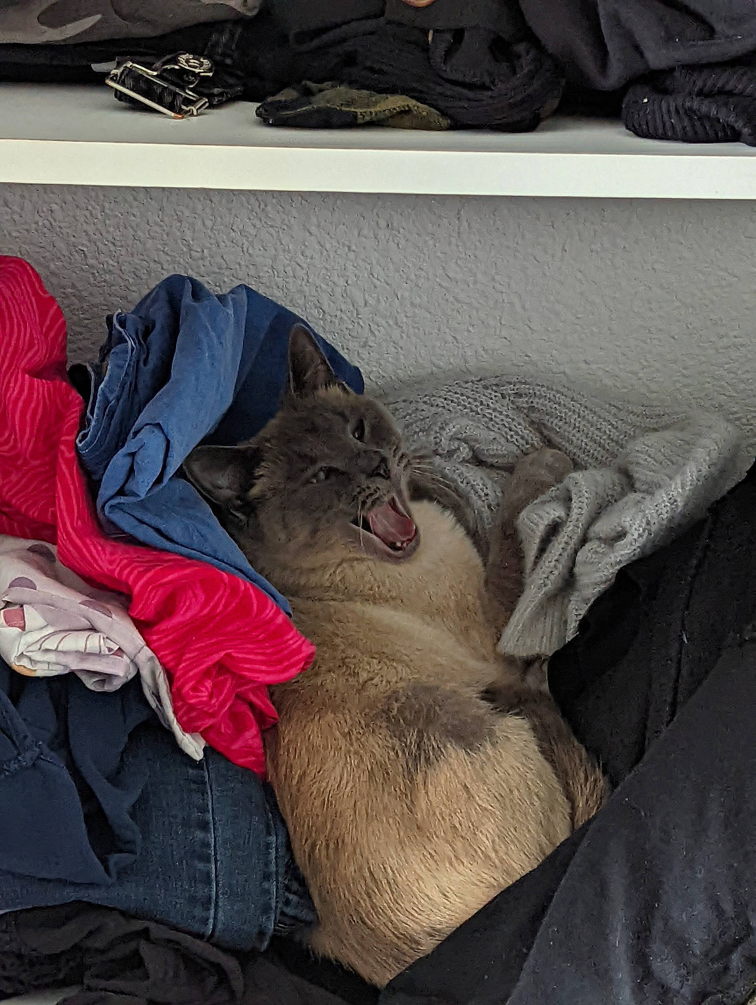 Miko participe au concours pour gagner de l'argent avec cette photo : blanket, carnivore, cat, comfort, denim, dog_breed, domestic_short_haired_cat, electric_blue, felidae, fur, grey, linens, nap, sitting, sleep, sleeve, small_to_medium_sized_cats, t_shirt, textile, whiskers