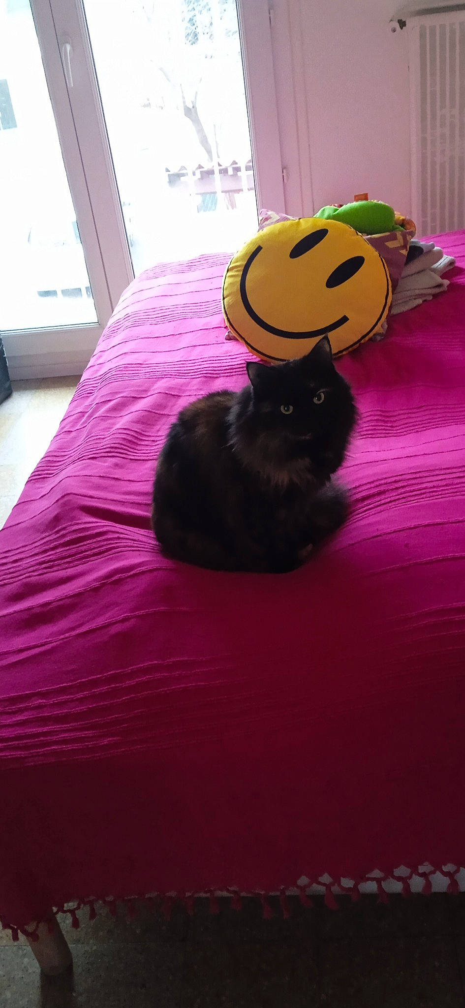 Fidji participe au concours pour gagner de l'argent avec cette photo : bed, bed_sheet, bedding, carnivore, cat, comfort, emoticon, felidae, flooring, happy, hardwood, linens, magenta, pink, purple, small_to_medium_sized_cats, smile, terrestrial_animal, whiskers, wood