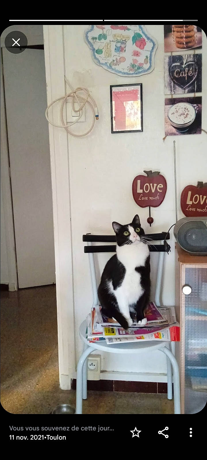 Fidji a rejoint le concours — aidez-le/la à gagner de superbes lots ! carnivore, cat, cat_supply, clock, door, felidae, fur, gas, home_appliance, machine, pet_supply, picture_frame, room, shelf, shelving, small_to_medium_sized_cats, tail, whiskers, window, wood