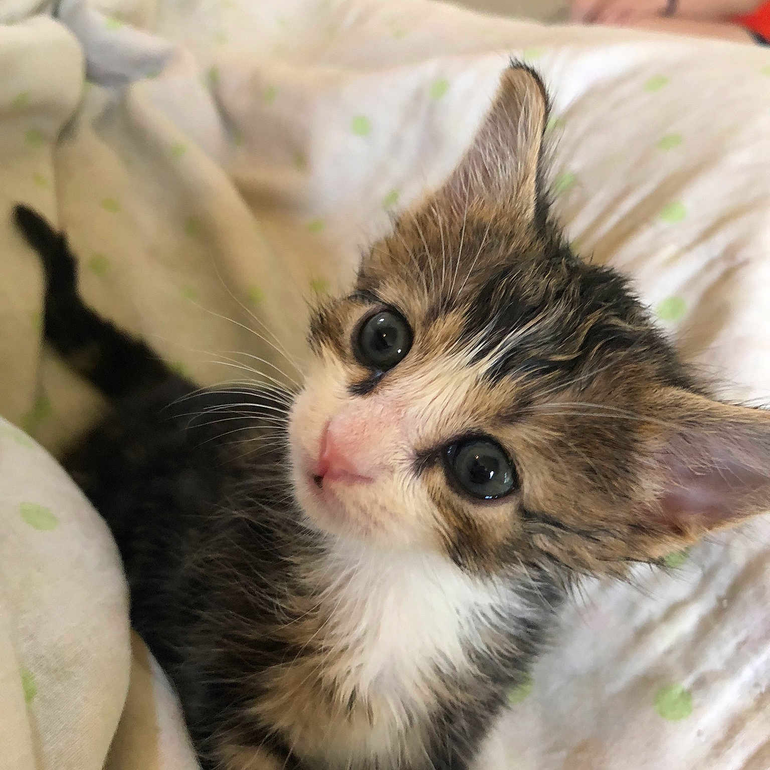Toby is registered to the contest to win money with this photo: aegean_cat, american_shorthair, cat, cat_like_mammal, domestic_short_haired_cat, dragon_li, european_shorthair, fauna, fur, kitten, small_to_medium_sized_cats, whiskers