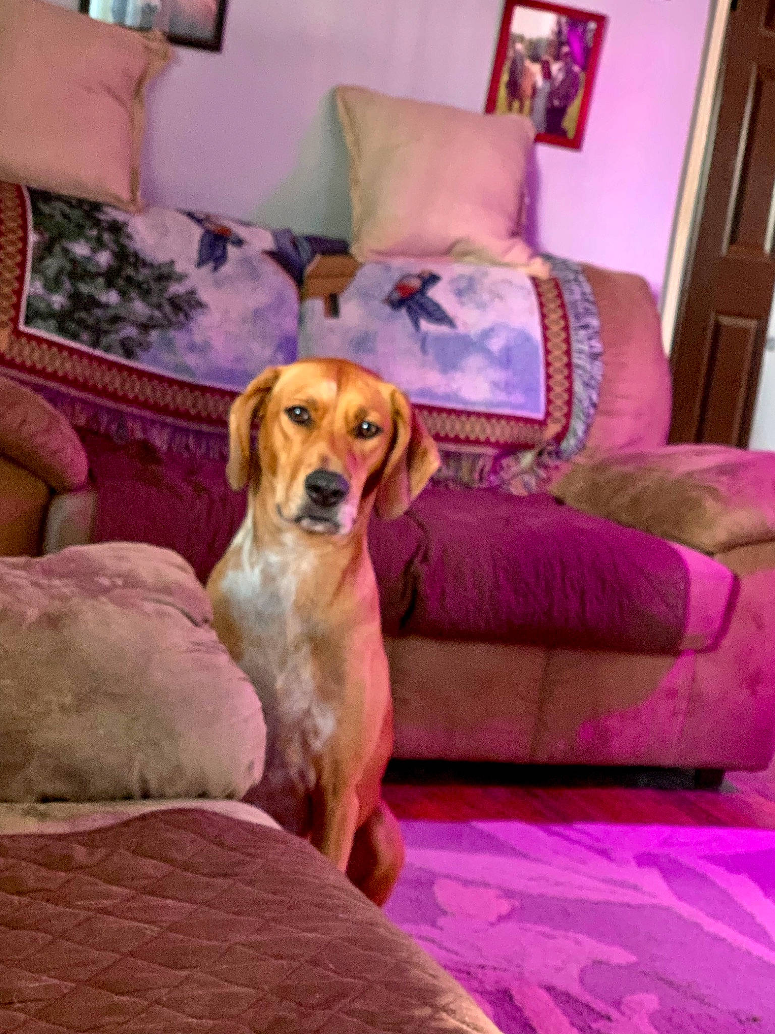 Maggie is registered to the contest to win money with this photo: carnivore, chair, comfort, companion_dog, couch, dog, dog_breed, fawn, floor, flooring, fur, furniture, hardwood, interior_design, linens, living_room, picture_frame, room, sporting_group, wood