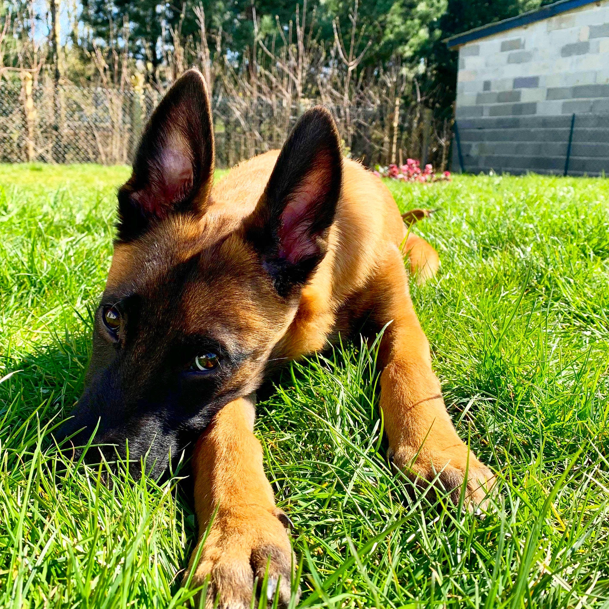 Pako participe au concours pour gagner de l'argent avec cette photo : belgian_shepherd, belgian_shepherd_malinois, canidae, carnivore, dog, dog_breed, fawn, german_shepherd_dog, grass, mammal, old_german_shepherd_dog, plant, snout, vertebrate