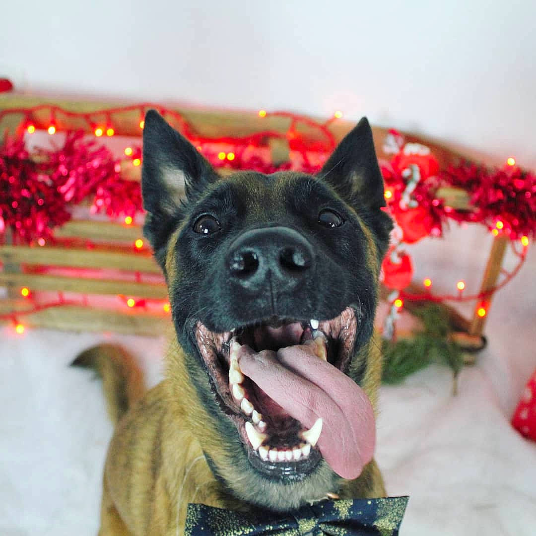 Pako a rejoint le concours — aidez-le/la à gagner de superbes lots ! carmine, carnivore, collar, companion_dog, dog, dog_breed, dog_collar, electric_blue, event, fawn, fur, guard_dog, holiday, interior_design, snout, whiskers, window, winter, working_animal, working_dog