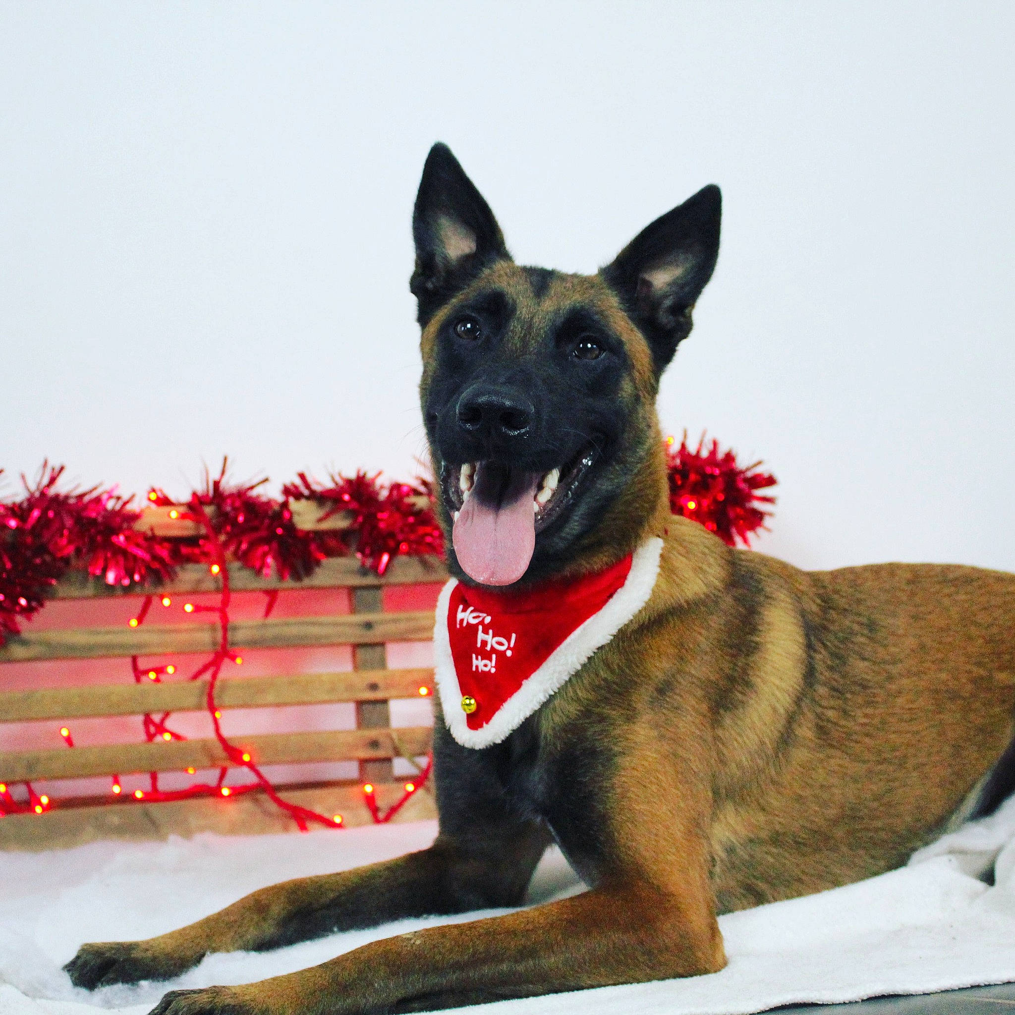 Pako participe au concours pour gagner de l'argent avec cette photo : ancient_dog_breeds, canidae, carmine, carnivore, collar, companion_dog, dog, dog_breed, dog_collar, dog_supply, east_european_shepherd, herding_dog, king_shepherd, plant, sky, snout, sporting_group, twig, working_animal, working_dog