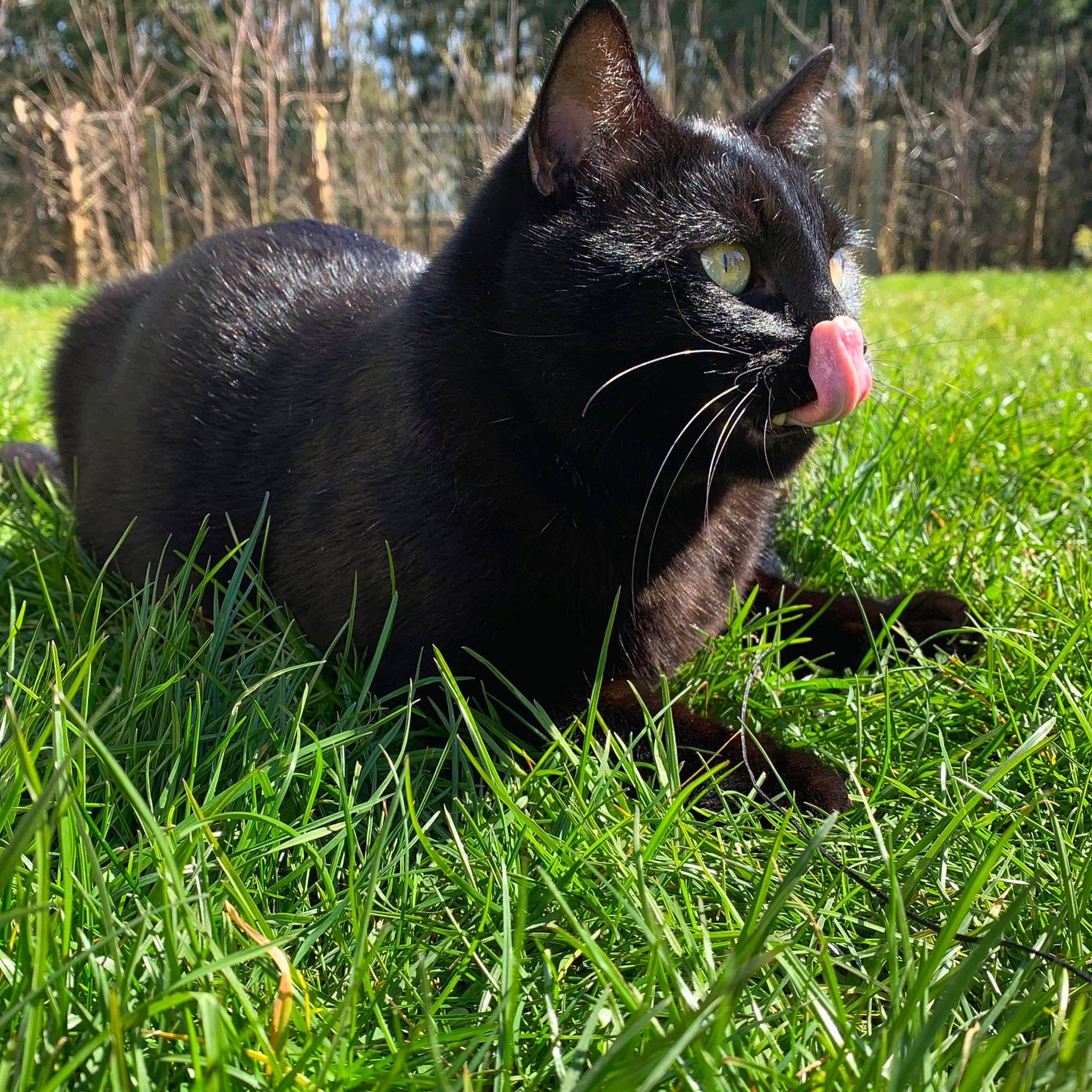 Opus participe au concours pour gagner de l'argent avec cette photo : asian, black_cat, bombay, burmese, carnivore, cat, chartreux, domestic_short_haired_cat, felidae, grass, havana_brown, mammal, plant, small_to_medium_sized_cats, snout, tail, vertebrate, whiskers