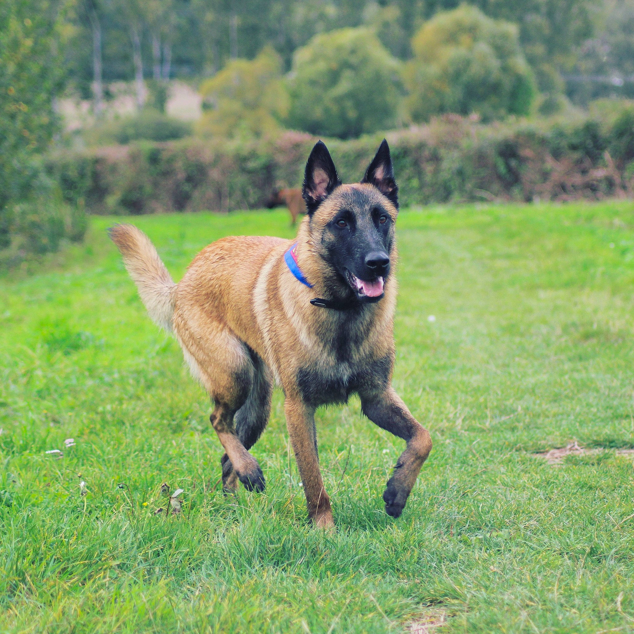 Rio participe au concours pour gagner de l'argent avec cette photo : canidae, carnivore, collar, companion_dog, dog, dog_breed, fawn, grass, grassland, herbaceous_plant, herding_dog, pasture, plant, sporting_group, tail, terrestrial_animal, tree, wildlife, working_animal, working_dog
