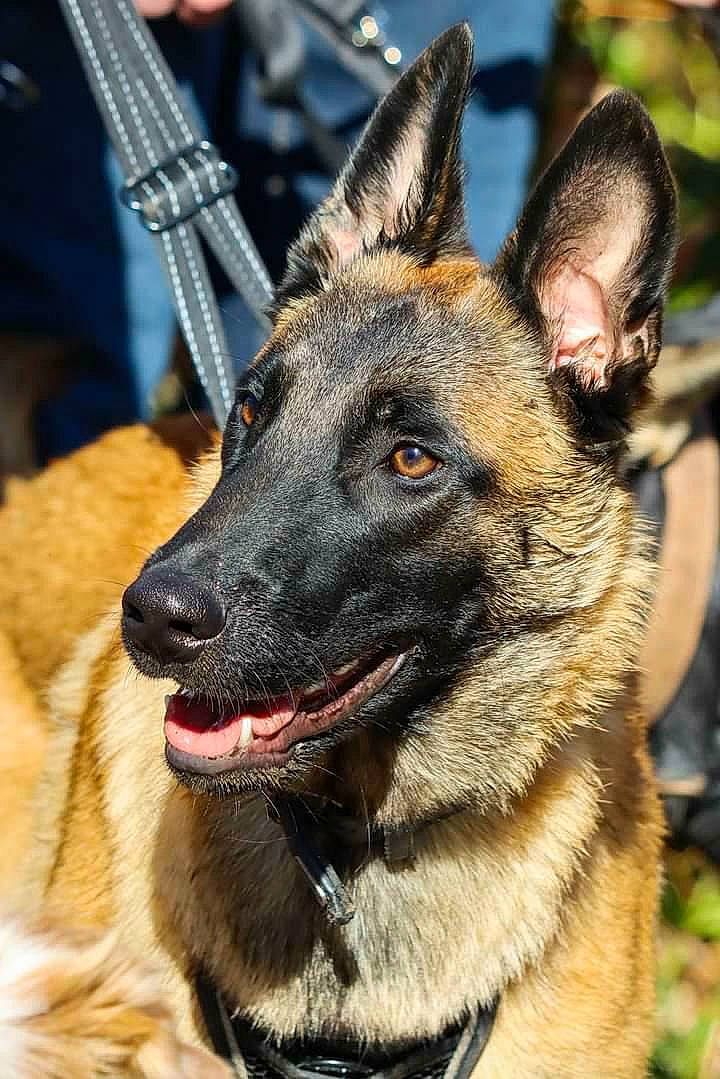 Rio participe au concours pour gagner de l'argent avec cette photo : belgian_shepherd_malinois, canidae, carnivore, collar, dog, dog_breed, east_european_shepherd, fawn, fur, german_shepherd_dog, guard_dog, herding_dog, king_shepherd, old_german_shepherd_dog, plant, snout, sporting_group, whiskers, working_animal, working_dog