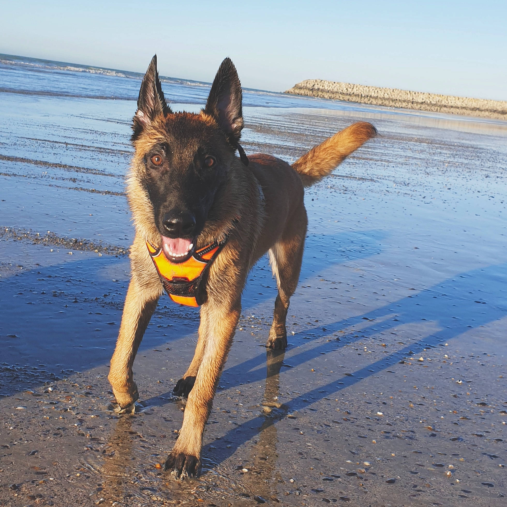 Rio participe au concours pour gagner de l'argent avec cette photo : beach, blue, canidae, carnivore, coast, collar, dog, dog_breed, dog_supply, fawn, lake, landscape, ocean, sand, sky, sporting_group, tail, terrestrial_animal, water, working_animal