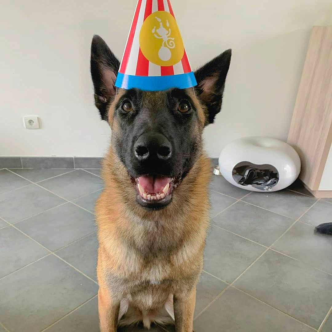 Rio a rejoint le concours — aidez-le/la à gagner de superbes lots ! canidae, carnivore, collar, companion_dog, cone, dog, dog_breed, dog_supply, east_european_shepherd, fawn, flooring, fur, german_shepherd_dog, herding_dog, old_german_shepherd_dog, party_hat, party_supply, snout, sporting_group, working_animal