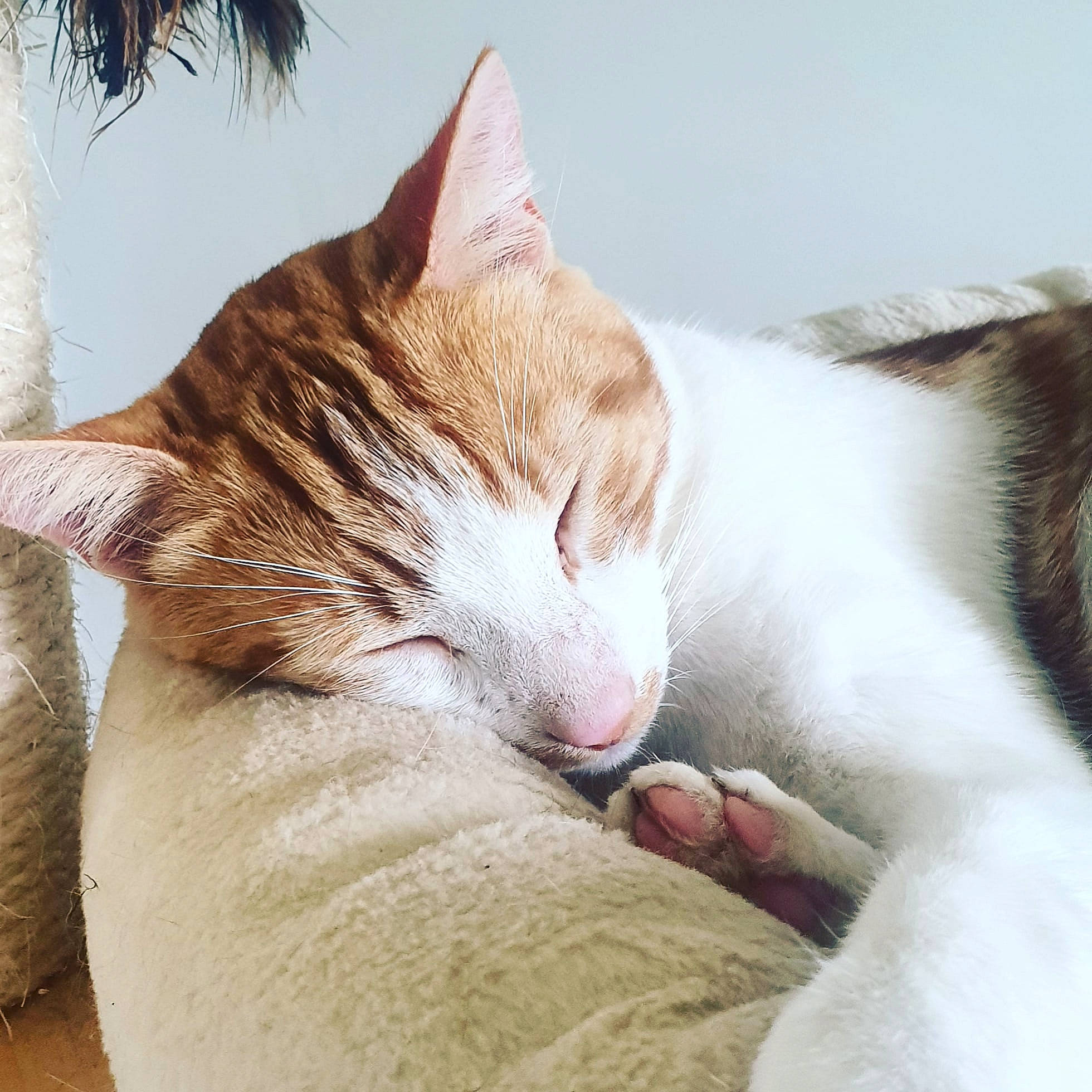 Razmo a rejoint le concours — aidez-le/la à gagner de superbes lots ! carnivore, cat, claw, comfort, domestic_short_haired_cat, ear, eye, fawn, felidae, foot, fur, head, human_leg, leg, nap, paw, small_to_medium_sized_cats, snout, tail, whiskers