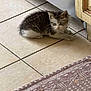 kitten, cat, pet, indoor, floor, tile, cabinet, fur, small, animal, home, curious, resting, young, mammal, cute, domestic, feline, carpet, quiet