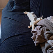 Alvin a rejoint le concours — aidez-le/la à gagner de superbes lots ! cat, couch, blanket, sleeping, indoor, pet, furniture, cozy, resting, domestic, animal, relaxation, soft, comfort, living_room, fur, cute, home, nap, quiet