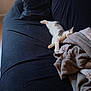 cat, couch, blanket, sleeping, indoor, pet, furniture, cozy, resting, domestic, animal, relaxation, soft, comfort, living_room, fur, cute, home, nap, quiet