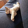 Alvin participe au concours pour gagner de l'argent avec cette photo : kitten, cat, sleeping, couch, furniture, indoor, pet, collar, relaxed, animal, feline, cute, resting, cozy, domestic, soft_light, white_fur, striped_fur, paw, window_light