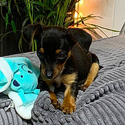 Ava participe au concours pour gagner de l'argent avec cette photo : animal, bed, black_and_tan, blanket, companion, cozy, curious, cute, dog, fur, greenery, indoor, pet, plant, plush_toy, puppy, resting, small_dog, soft_texture, young