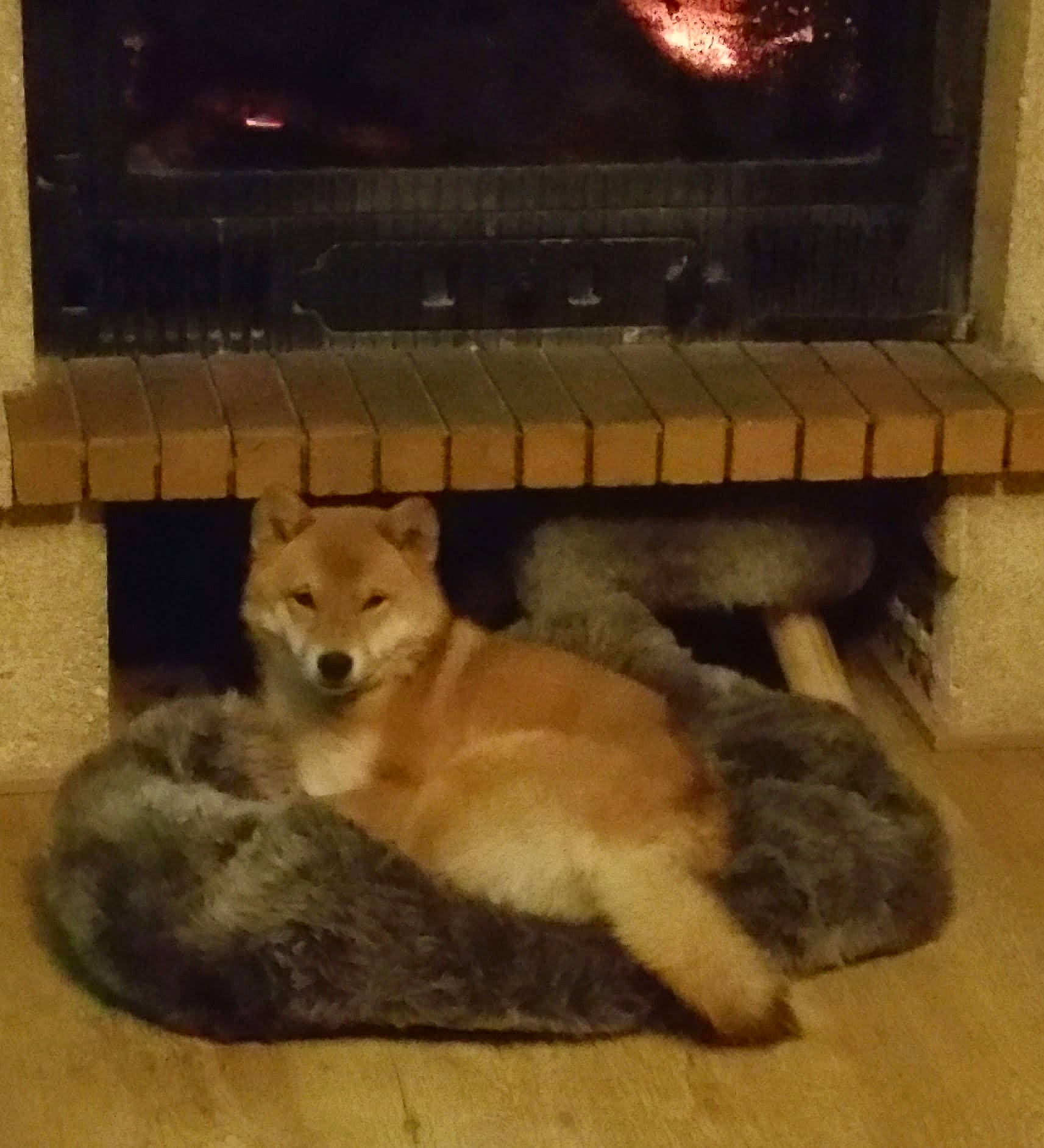 Nala a rejoint le concours — aidez-le/la à gagner de superbes lots ! big_cats, canidae, carnivore, companion_dog, dog, dog_breed, fawn, felidae, flooring, fur, gas, hardwood, paw, small_to_medium_sized_cats, snout, spitz, tail, terrestrial_animal, whiskers, wood