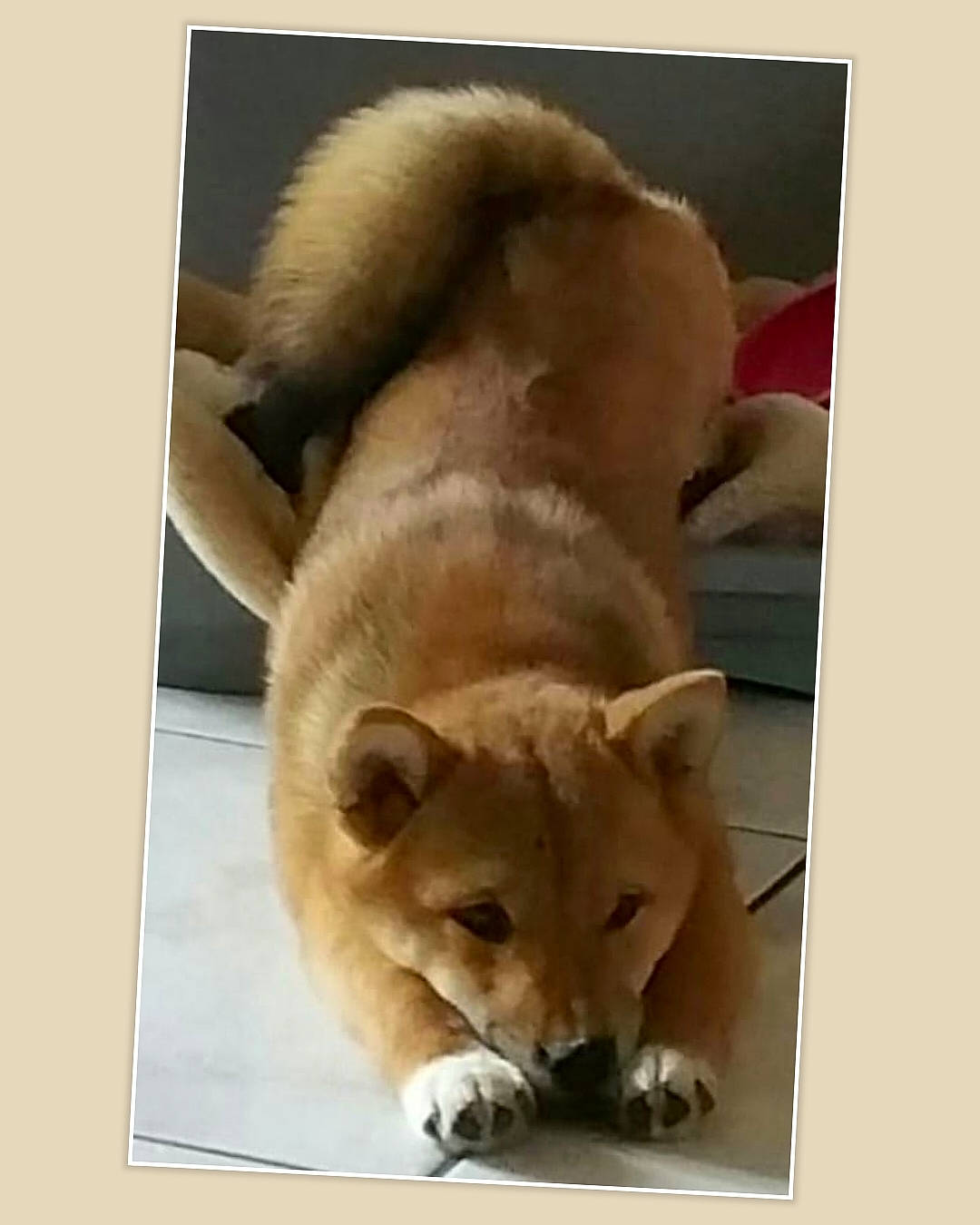 Nala a rejoint le concours — aidez-le/la à gagner de superbes lots ! canidae, carnivore, cat, companion_dog, dog_breed, fawn, felidae, fur, nap, non_sporting_group, paw, photo_caption, small_to_medium_sized_cats, sporting_group, square, tail, terrestrial_animal, whiskers, working_animal