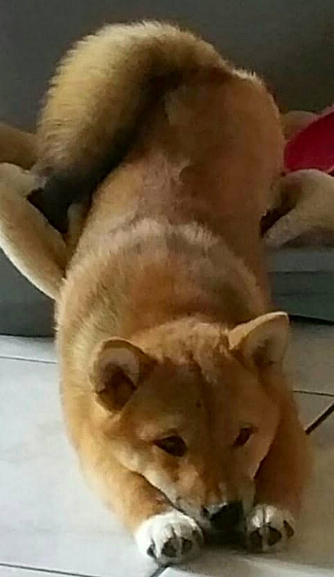 Nala a rejoint le concours — aidez-le/la à gagner de superbes lots ! canidae, carnivore, companion_dog, dog, dog_breed, fawn, felidae, fur, non_sporting_group, snout, sporting_group, tail, terrestrial_animal, whiskers, wildlife, working_animal