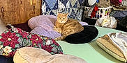 Tuggerpussy is registered to the contest to win money with this photo: bed, blanket, cat, clothes, clutter, cozy, cushion, fabric, home_interior, indoor, lamp, laundry_basket, mattress, orange_cat, painting, pet, pillows, quilt, resting, wood_paneling