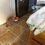 Tuggerpussy is registered to the contest to win money with this photo: bowl, cabinet, cat, clutter, countertop, domestic, door, drinking, floor_tile, food_bowl, indoor, kitchen, newspaper, orange_cat, pet, pink_slipper, refrigerator, slipper, tile_floor, towel