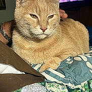 Tuggerpussy joined the competition — help win amazing prizes! animal, bedroom, blanket, cat, closeup, comfort, domestic_cat, feline, fur, ginger_cat, household, indoor, lying_down, mammal, pet, quilt, relaxed, resting, sleepy, whiskers