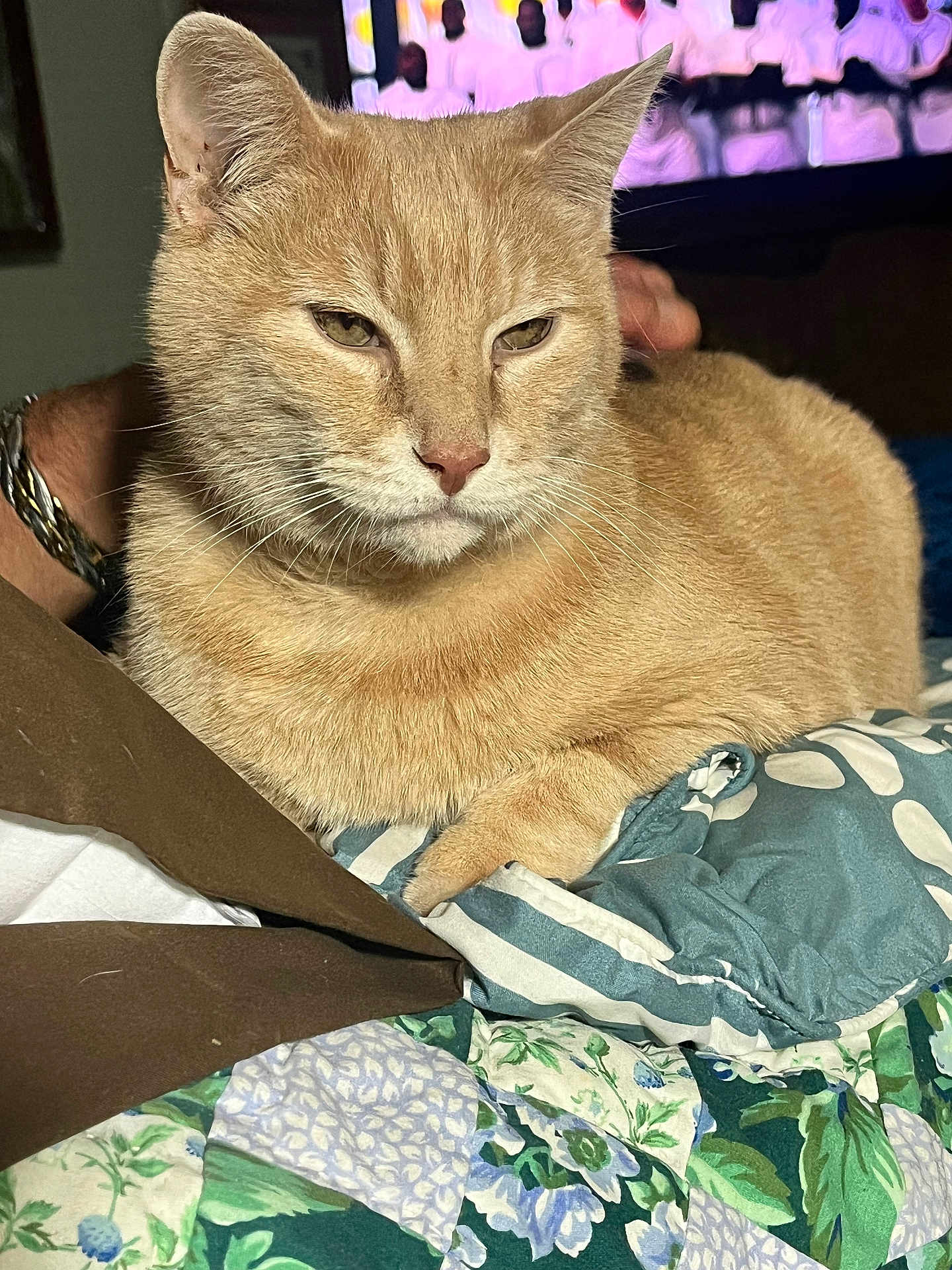 Tuggerpussy