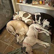 Bandit joined the competition — help win amazing prizes!  cozy, black_and_white, blanket, brown_and_white, collar, dog, dog_bed, dogs_sleeping, home_interior, indoor, nap, pet, pile, plant, relaxed, resting, shelf, sleeping, snacks, tile_floor