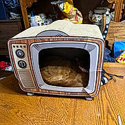 Daisy joined the competition — help win amazing prizes! cabinet, cardboard_box, cat, ceramic_vase, clutter, collar, cozy, dining_room, furniture, home_interior, indoor, pet_bed, portrait_photo, retro_tv, sleeping, snack_bag, tabby_cat, tabletop, wood_grain, wooden_table