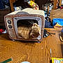 Daisy is registered to the contest to win money with this photo: bowl, cabinet, cardboard_tv, cat, clutter, cozy, curiosity, framed_photo, furniture, homedecor, indoor, orange_tabby, pet, plate, retro, shelf, snack_bag, tabletop, whiskers, wooden_table