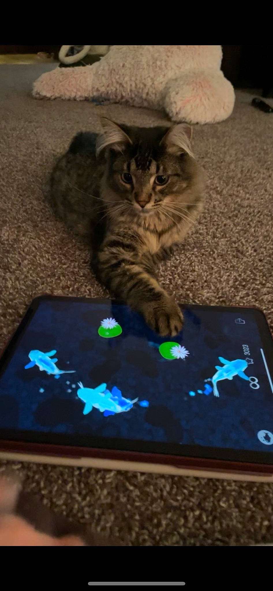 Leonard joined the competition — help win amazing prizes! black, carnivore, cat, communication_device, display_device, domestic_short_haired_cat, electric_blue, electronic_device, felidae, flooring, gadget, light, multimedia, rectangle, small_to_medium_sized_cats, space, tablet_computer, tail, whiskers, wood
