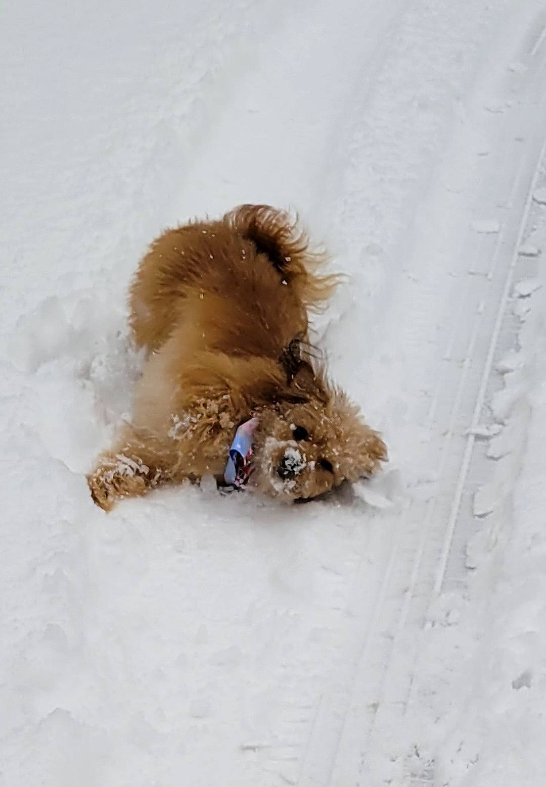 Bayley joined the competition — help win amazing prizes! canidae, carnivore, companion_dog, dog_breed, fawn, felidae, freezing, fur, lion, liver, rodent, snout, snow, sporting_group, squirrel, tail, terrestrial_animal, whiskers, wildlife, winter