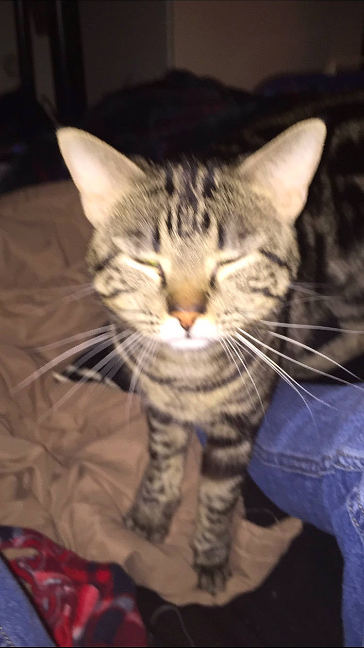 Alfredo joined the competition — help win amazing prizes! carnivore, cat, claw, comfort, domestic_short_haired_cat, ear, felidae, foot, fur, paw, sitting, small_to_medium_sized_cats, snout, tail, whiskers, wildlife