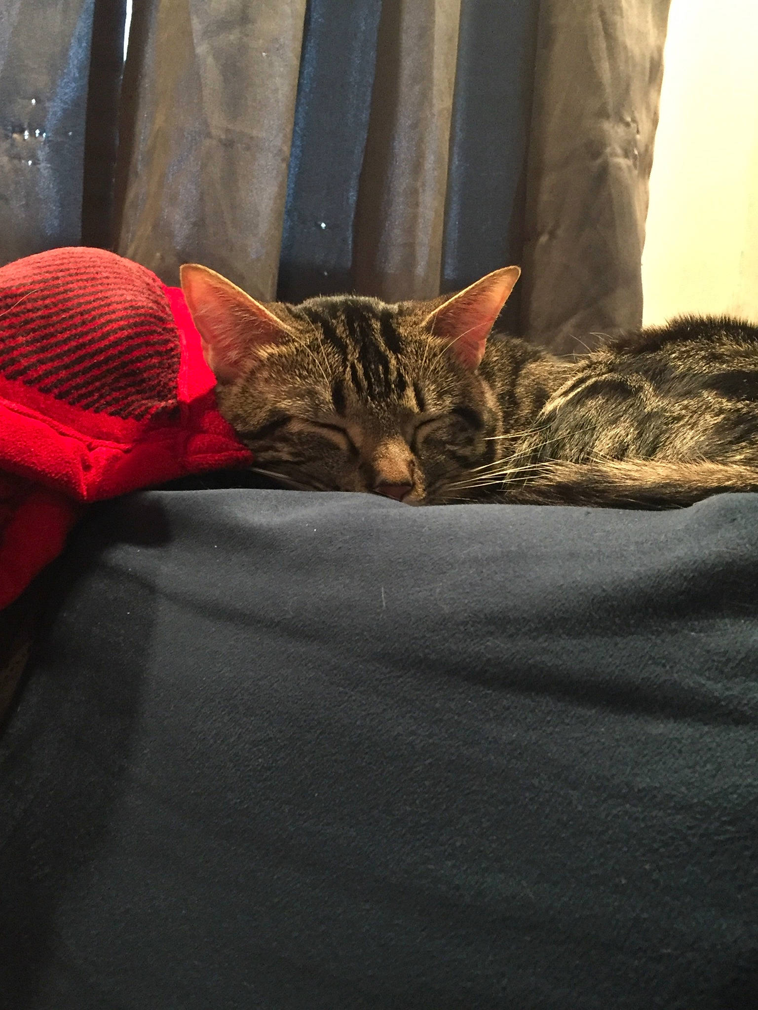 Alfredo is registered to the contest to win money with this photo: bed, bedding, brown, carnivore, cat, comfort, domestic_short_haired_cat, felidae, fur, grey, linens, nap, room, small_to_medium_sized_cats, snout, tail, terrestrial_animal, vertebrate, whiskers, window