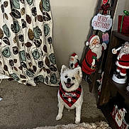 Moses is registered to the contest to win money with this photo: bandana, carpet, cheerful, christmas_decorations, curtain, cute, dog, festive, gift_box, holiday, home_decor, indoor, merry_christmas, pet, plush_rug, santa_figurine, seasonal, shelf, smiling, white_dog