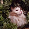 animal, cat, christmas, closeup, curious, cute, ears, face, festive, fluffy, fur, greenery, holiday, nature, outdoor, pet, pine_branches, plant, whiskers, white_cat