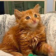 Koko joined the competition — help win amazing prizes! animal, blanket, cozy, cute, domestic_cat, feline, fluffy, furry, indoor, kitten, motion_blur, orange_cat, paw, pet, playful, resting, small, soft, toy_mouse, young